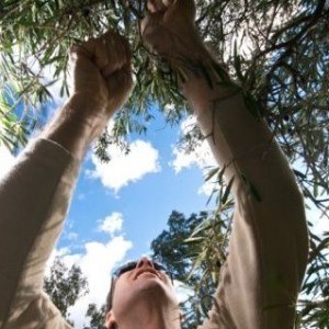 poda de olivos cómo podar un olivo