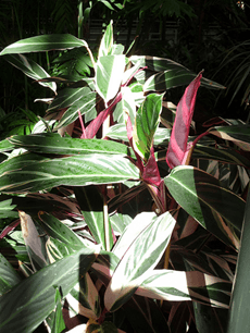 esjardineria15072009