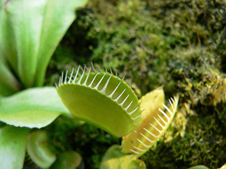 esjardineria27072009b