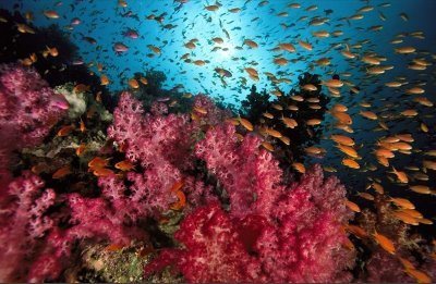 La importancia del Omega 3 para los océanos La importancia del Omega 3 para los océanos