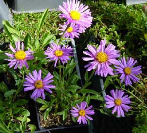 flor de aster