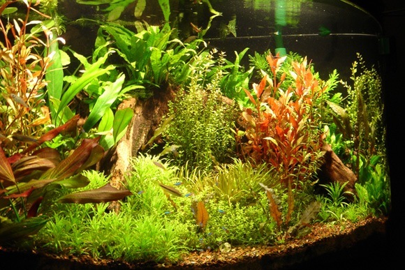 aquarium_plants