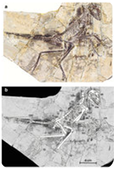 Eosinopteryx 