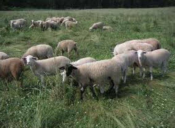 Suelos en España Suelos en España