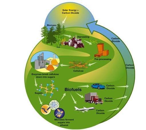 La Biomasa ayuda a reducir las emisiones de CO2