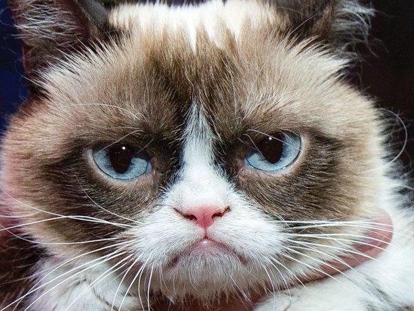 grumpy cat