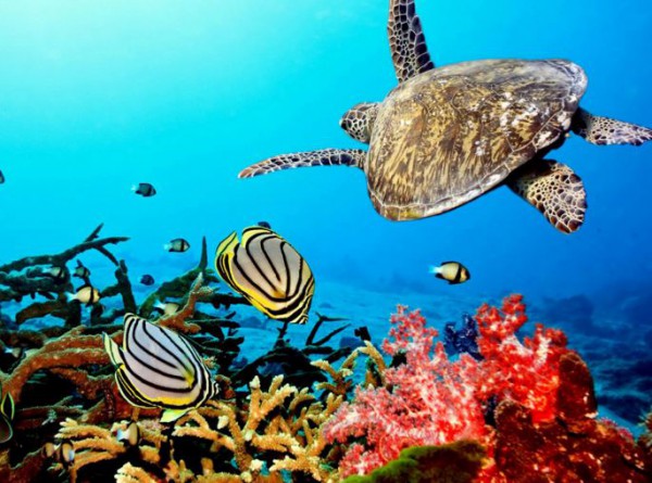 Protector solar tóxico para los arrecifes de coral