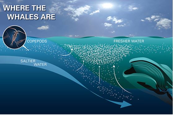 La importancia del Omega 3 para los océanos La importancia del Omega 3 para los océanos