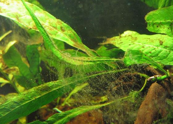 La importancia del Omega 3 para los océanos 4