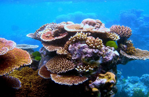 Protector solar tóxico para los arrecifes de coral