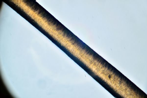 Pelo bajo microscopio