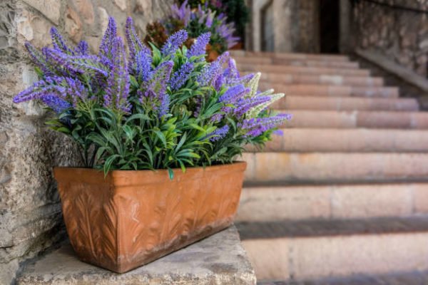 Que plantas elegir para decorar la casa segun tu horoscopo aries