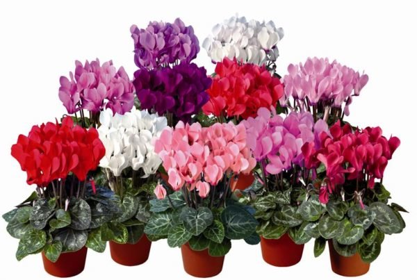plantas-venenosas-para-perros-que-no-debes-plantar-en-el-jardin-cyclamen