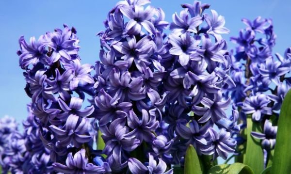 plantas-venenosas-para-perros-que-no-debes-plantar-en-el-jardin-jacinto