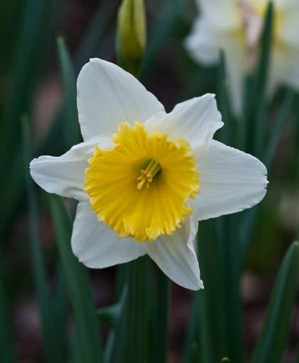 plantas-venenosas-para-perros-que-no-debes-plantar-en-el-jardin-narciso